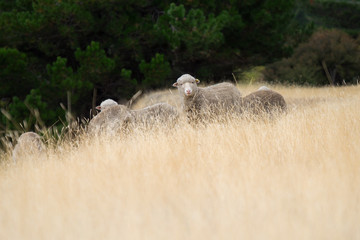 Flock of Sheep, New Zealand