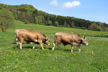 Kühe auf der Weide