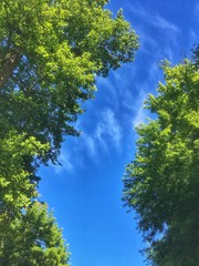 sentiero di cielo nel bosco