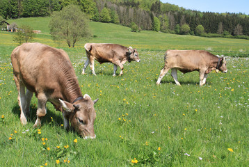 Kühe auf der Weide