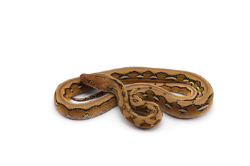 reticulated python isolated on white background