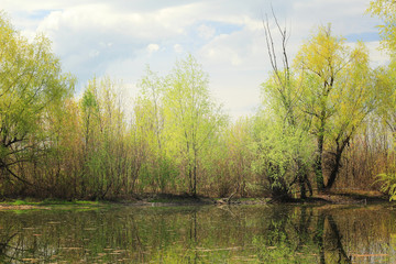 Fototapeta na wymiar A small pond in the forest.