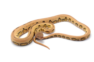 reticulated python isolated on white background