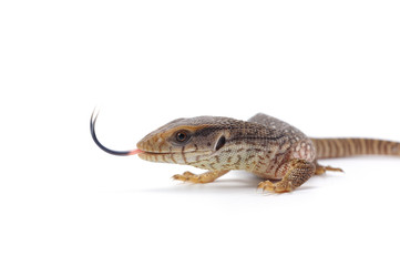 Savannah monitor lizard varan isolated on white background