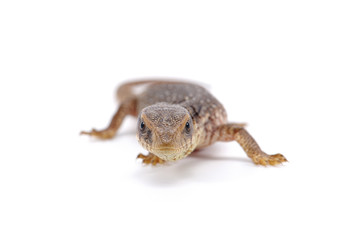 Savannah monitor lizard varan isolated on white background