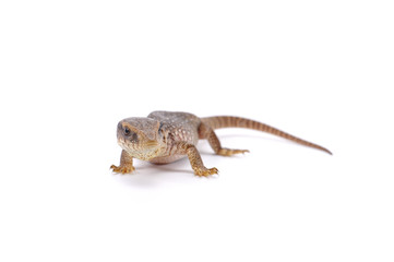 Savannah monitor lizard varan isolated on white background