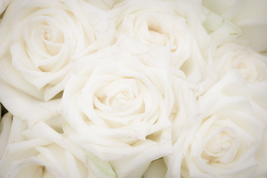 Close Up Of Soft White Roses For The Background.