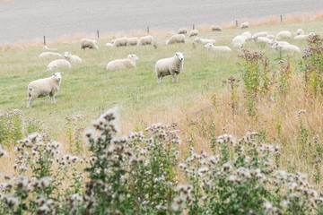 Fototapeta premium Flock of Sheep, New Zealand