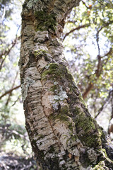 detail of meditteranean cork tree