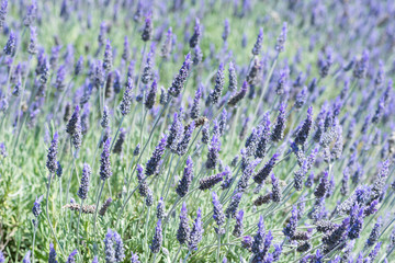 Obraz premium Detail of Lavandula flowering