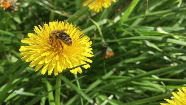 Honigbiene sammelt Nektar auf gelbem L&ouml;wenzahn dandelion, slow motion 20%, macro, low-focus