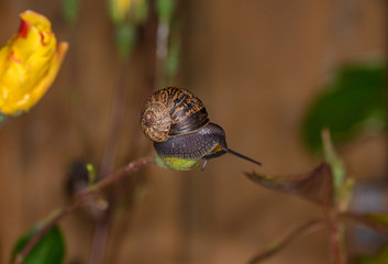 a small snail balanced precariously