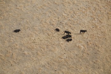 Cattle farm from above