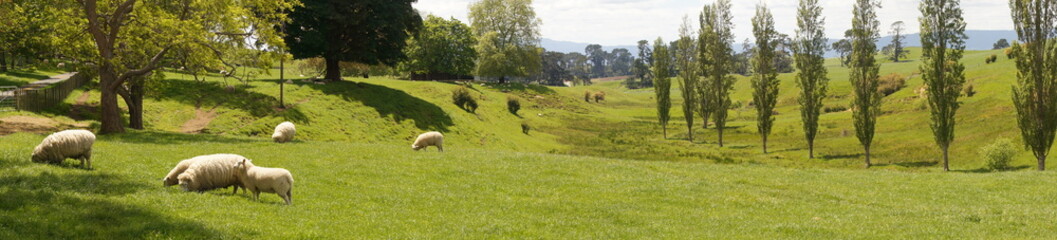 Obraz premium Schafe liegen auf Grashügel
