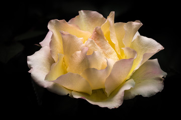 Gelbe Rosenblätter