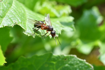 The queen of the ant