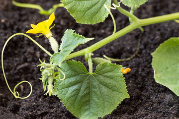Cucumbers.   Blooming ovary of young cucumbers on the field. 