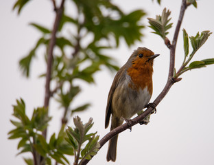 Christmas robin perched on a branch