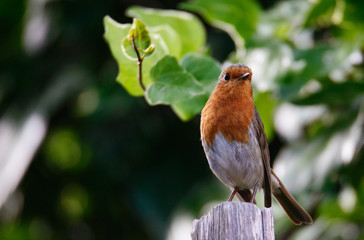 Christmas robin perched on fence