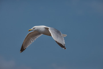 Fototapeta premium seagull struggling with the wind