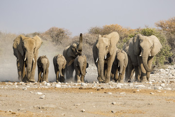 elephants in the savannah of the Etosha national park