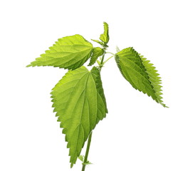 common nettle isolated on white, Urtica dioica