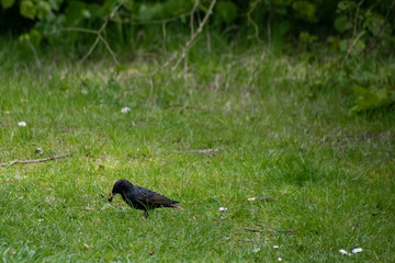 Starling wild bird with a beak full of worms and food on a grass field