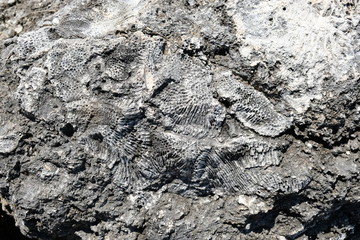 Fossilized shells and sea animals