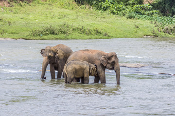 Naklejka na ściany i meble elephants in the river Maha Oya at pinnawala
