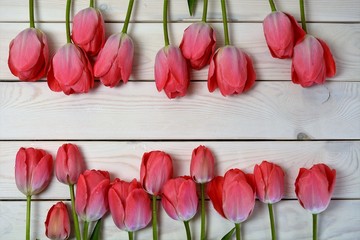 tulipan - obrazy, fototapety, plakaty