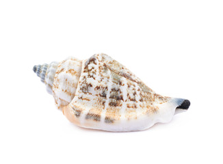 Sea shell isolated
