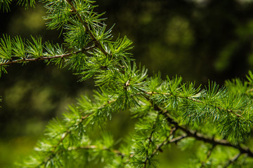 Branches of pine tree needles with soft green .