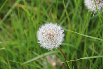 Dandelion seed head isolated