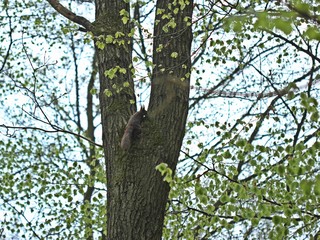 Fototapeta premium Eichhörnchen (Sciurus vulgaris) an Baumstamm 