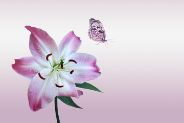 Rose lily with butterfly