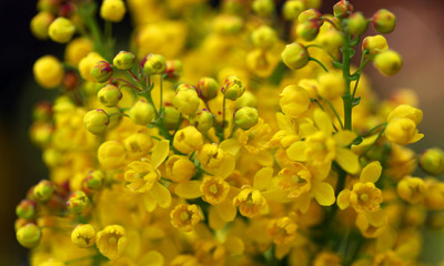 wiosna w ogrodzie - mahonia żółte kwiaty