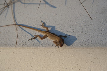 Little brown gecko