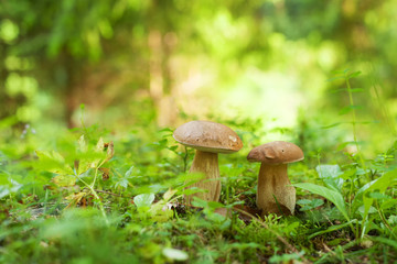 Two boletus mushrooms growing in the green forest