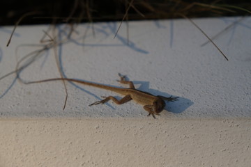 Little brown gecko
