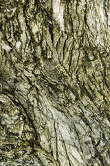 Textured trunk of a deciduous tree