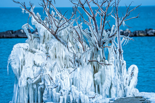 frozen in ice tree along lake erie ohio - Powered by Adobe