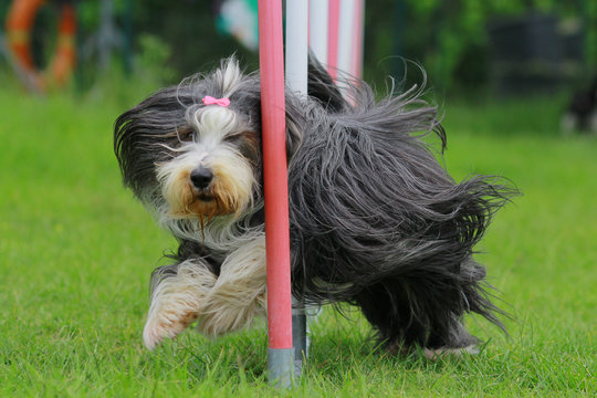 bearded collie