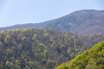 Spring forest in the mountains with blue sky