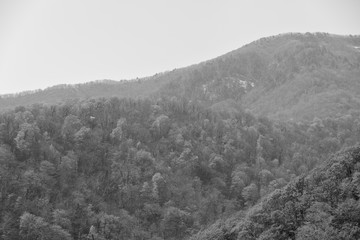 Spring forest in the mountains with blue sky - black and white