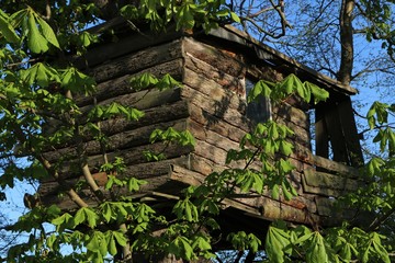 Kindheitstraum, Baumhaus in einer Kastanie