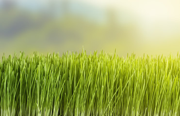 The grass in the background blurred natural landscape
