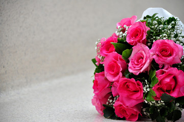 beautiful pink rose on withe background