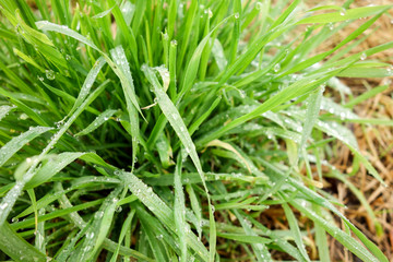 Fresh water droplet on grass