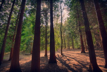 sun filtering through the forest trees