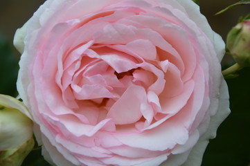 Pink roses. Closeup.